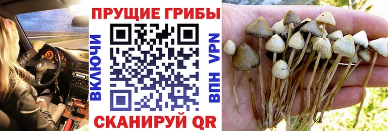 Галлюциногенные грибы Psilocybine cubensis  где купить наркотик  Бежецк 